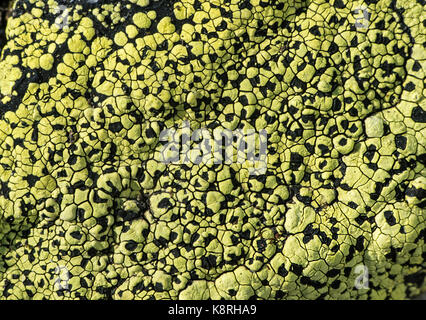 Lichen Rhizocarpon geographicum (carte), Val de Bagnes, Valais, Suisse Banque D'Images