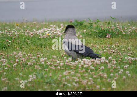 Western jackdaw (Corvus monedula) debout dans un champ de girofle Banque D'Images