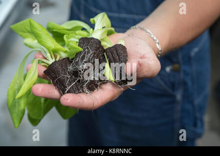 Denver, Colorado - plants sur le point d'être planté à la ferme hydroponique à l'growhaus, une ferme dans les pays à faible revenu, la plupart hispanic elyria-swan Banque D'Images