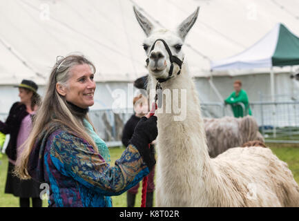 Lama glama. Propriétaire de lama et à un salon de l'agriculture au Royal County of Berkshire show. Newbury, Berkshire. UK Banque D'Images