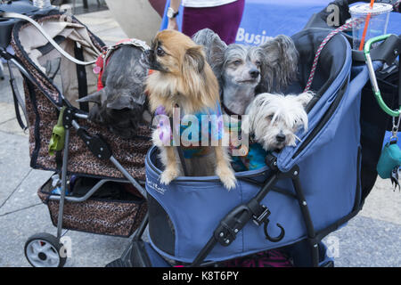 Les amoureux des animaux célébrer la Journée chien à la Brooklyn Public Library avec un défilé de chien sur le tapis vert. Chien nationale est célébrée le 26 août chaque année et a été fondé en 2004 par d'animaux de compagnie et de vie de la famille et d'experts, défenseur des animaux Colleen Paige. Banque D'Images