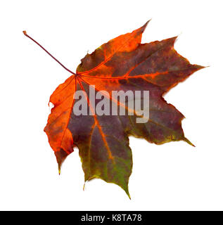 Feuille d'érable d'automne multicolore isolé sur fond blanc. Vue de dessus. Banque D'Images