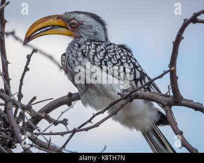 Closeup portrait of beautiful colorful southern yellow-billed hornbill oiseau avec long bec, le Botswana, l'Afrique. Banque D'Images