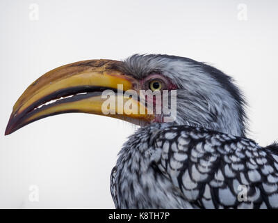 Closeup portrait of beautiful colorful southern yellow-billed hornbill oiseau avec long bec, le Botswana, l'Afrique. Banque D'Images