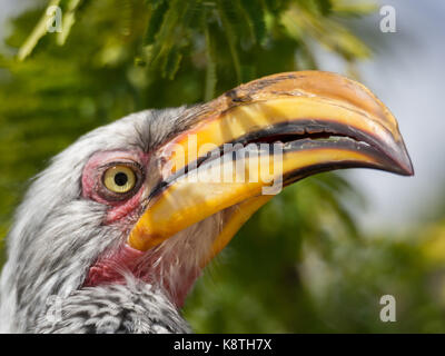 Closeup portrait of beautiful colorful southern yellow-billed hornbill oiseau avec long bec, le Botswana, l'Afrique. Banque D'Images