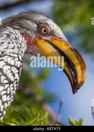 Closeup portrait of beautiful colorful southern yellow-billed hornbill oiseau avec long bec, le Botswana, l'Afrique. Banque D'Images