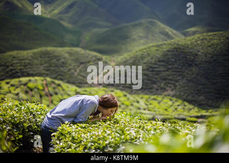 Jeune femme sur la plantation de thé de feuilles de thé fraîches odeur Banque D'Images