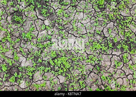 L'herbe pousse verte sol morts creux Banque D'Images