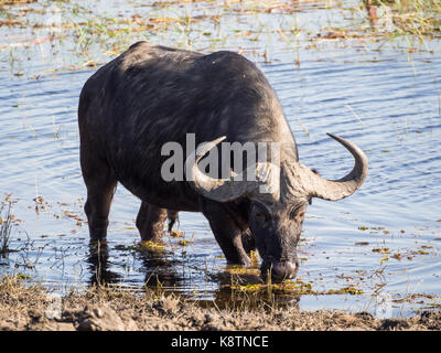 Le buffle d'eau énorme avec des cornes impressionnantes à l'eau de rivière Chobe national park, Botswana, Afrique du Sud. Banque D'Images