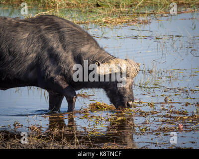 Le buffle d'eau énorme avec des cornes impressionnantes à l'eau de rivière Chobe national park, Botswana, Afrique du Sud. Banque D'Images