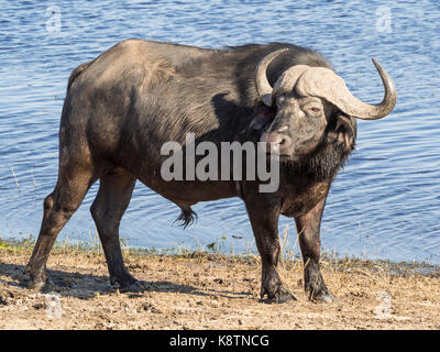 Le buffle d'eau énorme avec des cornes impressionnantes à l'eau de rivière Chobe national park, Botswana, Afrique du Sud. Banque D'Images