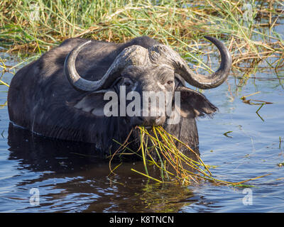 Le buffle d'eau énorme avec des cornes impressionnantes à l'eau de rivière Chobe national park, Botswana, Afrique du Sud. Banque D'Images