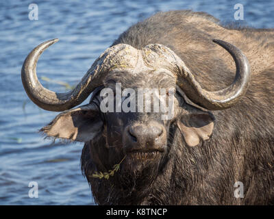 Le buffle d'eau énorme avec des cornes impressionnantes à l'eau de rivière Chobe national park, Botswana, Afrique du Sud. Banque D'Images