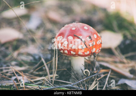 Agaric fly en forêt. close up. Banque D'Images