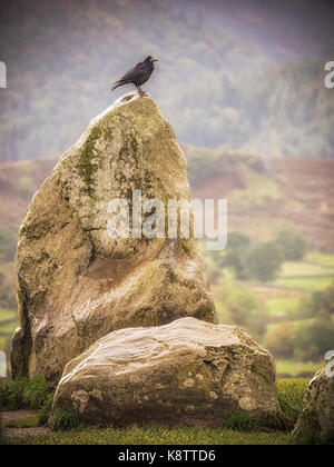 Un corbeau assis sur une des pierres de castlerigg à stonecircle juste à l'extérieur en Cumbria Keswick. Banque D'Images