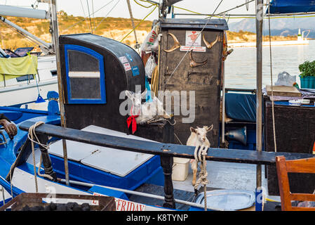 L'île de Samos, Grèce - 18 septembre 2016 : Deux chèvre sur bateau de pêche au Pythagorion/Pythagoreio Banque D'Images