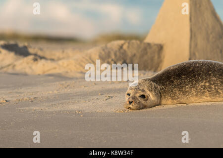 Harbour Seal, Phoca vitulina, reposant sur la plage, château de sable en arrière-plan. Grenen, Danemark Banque D'Images