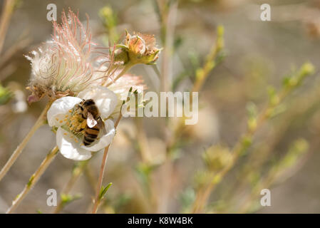 Bee et la floraison cliffrose, Grand Staircase - Escalante National Monument, de l'Utah.f Banque D'Images