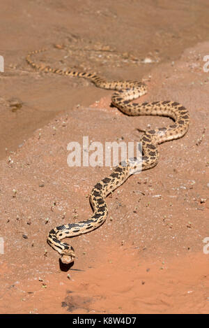 Great Basin Couleuvre à nez mince (Pituophis catenifer deserticola), Grand Staircase - Escalante National Monument (Utah). Banque D'Images