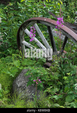 Une roue de chariot et la rouille repose entre les plantes et l'épilobe. Banque D'Images