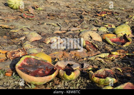 Des tas de pastèques en décomposition. Décollez de melon. un champ abandonné de pastèques, melons et pastèques pourris.. reste de la récolte des melons. rotti Banque D'Images