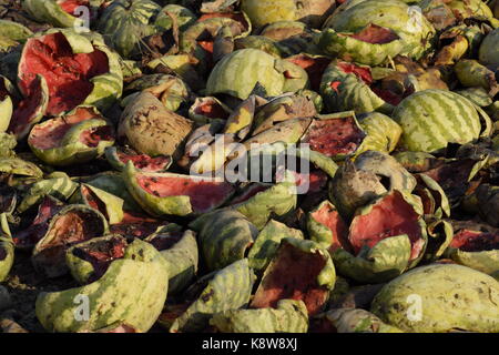 Des tas de pastèques en décomposition. Décollez de melon. un champ abandonné de pastèques, melons et pastèques pourris.. reste de la récolte des melons. rotti Banque D'Images