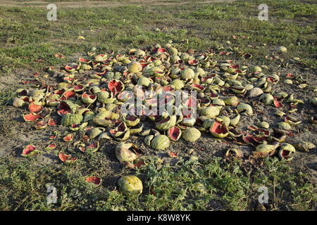 Des tas de pastèques en décomposition. Décollez de melon. un champ abandonné de pastèques, melons et pastèques pourris.. reste de la récolte des melons. rotti Banque D'Images