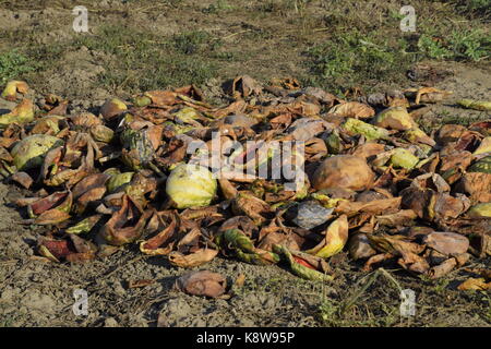 Des tas de pastèques en décomposition. Décollez de melon. un champ abandonné de pastèques, melons et pastèques pourris.. reste de la récolte des melons. rotti Banque D'Images