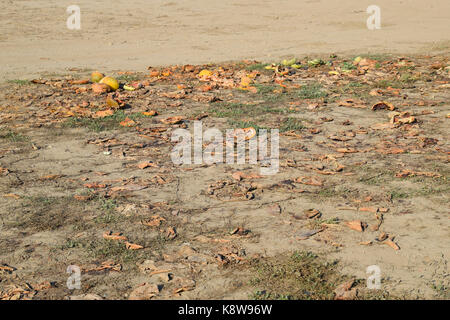 Des tas de pastèques en décomposition. Décollez de melon. un champ abandonné de pastèques, melons et pastèques pourris.. reste de la récolte des melons. rotti Banque D'Images