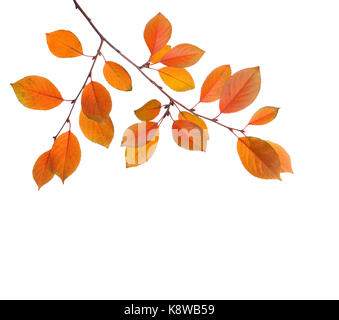 Branche de feuilles d'automne (Cherry Plum) isolé sur un fond blanc. studio shot Banque D'Images