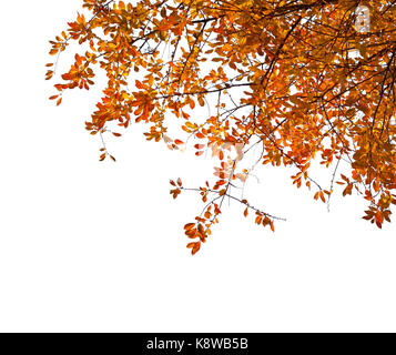 Les branches avec des feuilles d'automne colorées isolé sur fond blanc. Cherry Plum Banque D'Images