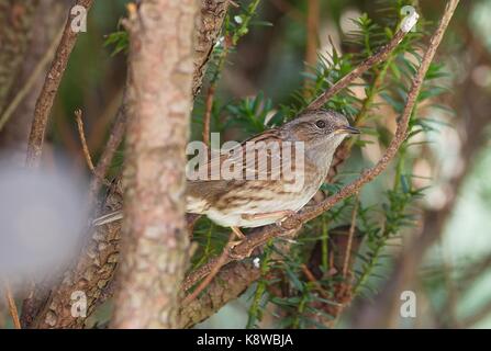 Hedge Sparrow (Prunella modularis), Comité permanent sur les branches Banque D'Images