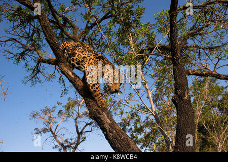 Jaguar sur un arbre dans le centre du Brésil Banque D'Images