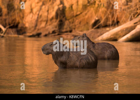 Deux capybaras de Nord Pantanal, Brésil Banque D'Images