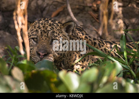 Un grand mâle Jaguar de Nord Pantanal, Brésil Banque D'Images