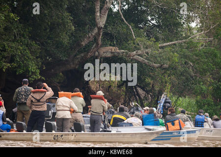 Les touristes photographier un Jaguar jusqu'à un arbre en Amérique du Pantanal, Brésil Banque D'Images