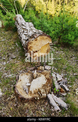 Réduire pin en bois. souche d'arbre et le tronc abattu dans la forêt de conifères à feuilles persistantes. occidentale, dans le nord de la Pologne. Banque D'Images