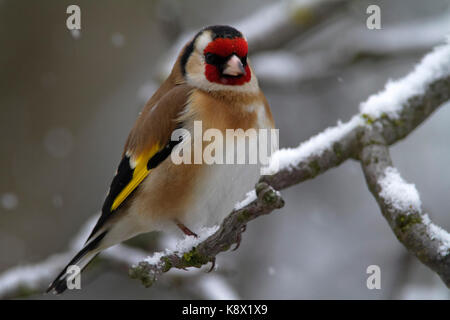 Le goldfinch européen (Carduelis carduelis) en hiver Banque D'Images