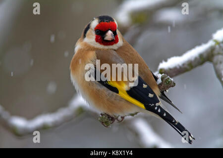 Chardonneret élégant en hiver Banque D'Images