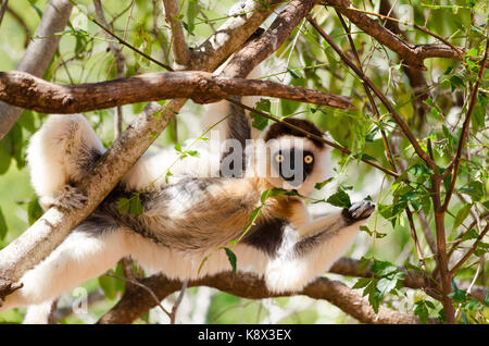 Drôle et curieux ; sifaka Propithecus verreauxi ; à l'état sauvage berenty réserve ; madagascar Banque D'Images