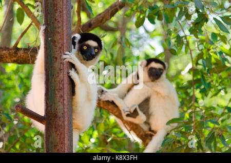 Drôle et curieux ; sifaka Propithecus verreauxi ; à l'état sauvage berenty réserve ; madagascar Banque D'Images