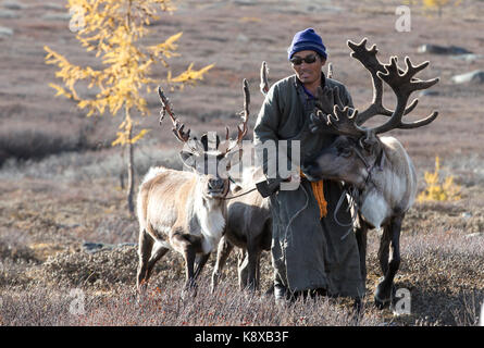 Homme tsaatan, vêtu d'un deel traditionnel, avec ses rennes dans la taïga du nord de la Mongolie un Banque D'Images