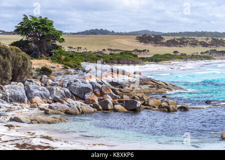 Bay of fires, Tasmanie Banque D'Images