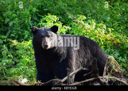 Grand mâle ours noir (Ursus americanus) errant dans l'Adirondack, new york, désert. Banque D'Images