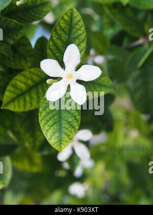 Une belle cape jasmine , cape gardinia. macro avec lumière naturelle le matin. Banque D'Images