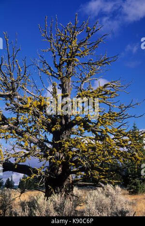 Western genévrier (Juniperus occidentalis) snag, Gerry Mountain Wilderness Zone d'étude, Prineville District Bureau de la gestion des terres, de l'Oregon Banque D'Images