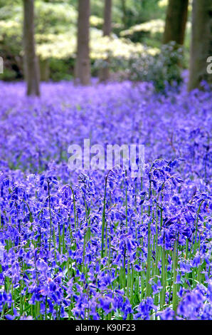 Jacinthes dans les hêtraies au printemps, Hampshire, Angleterre Banque D'Images