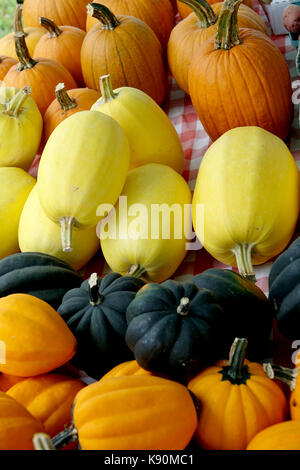 Les courges et citrouilles pour manger et de décoration Banque D'Images