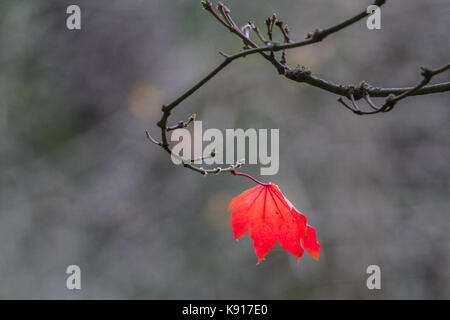 Londres, Royaume-Uni. Sep 21, 2017. uk météo. Les couleurs des feuilles en exposition à Wimbledon Common pour signaler le début de la saison d'automne crédit : amer ghazzal/Alamy live news Banque D'Images