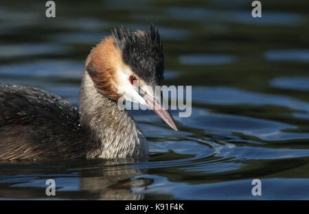 Une tête d'un superbe grand-grèbe huppé (Podiceps cristatus) Nager dans une rivière. Banque D'Images